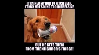 91625 Funny Laugh Out Loud Hilarious Memes Jokes Cartoons