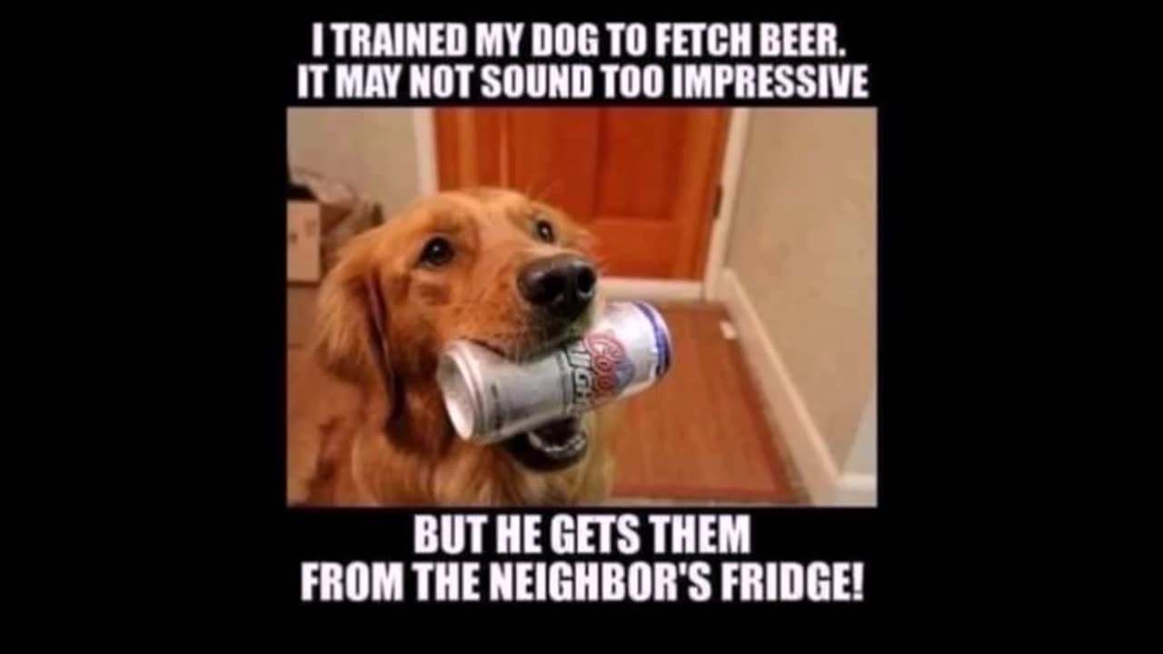 91625 Funny Laugh Out Loud Hilarious Memes Jokes Cartoons