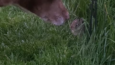 Lucy Being So Gentle With Backyard Bunny