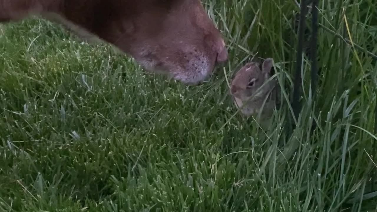 Lucy Being So Gentle With Backyard Bunny