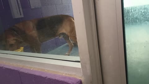 Nugget 5y Pet Id 946758 kennel big room 3 HSSAZ shelter _20250613_735