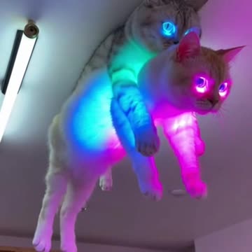 Neon Velcro Cats