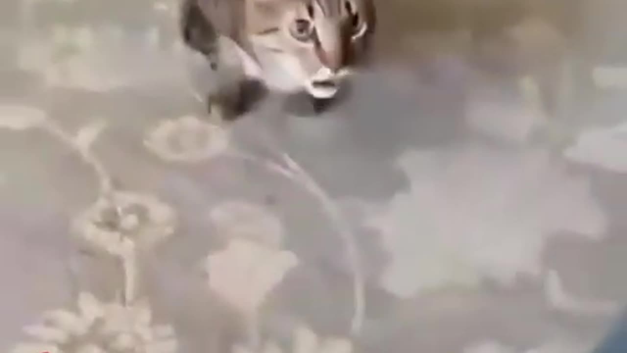 Funny Animal Videos 2