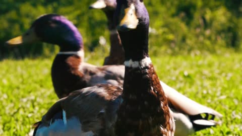 Nature and Animals
