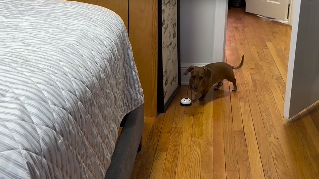 puppy has a 24/7 service bell for attention...😂