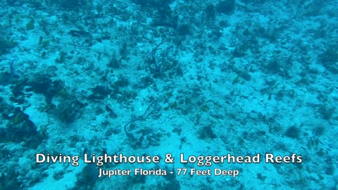 Diving with Kyalami Scuba Club at Lighthouse & Loggerhead Reefs