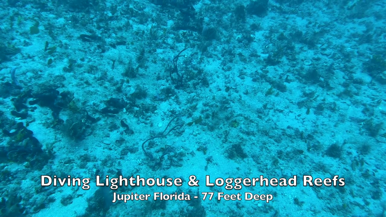 Diving with Kyalami Scuba Club at Lighthouse & Loggerhead Reefs