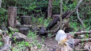 Relax With A Playful Fox Kit
