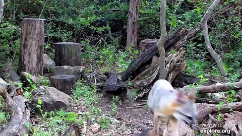 Relax With A Playful Fox Kit