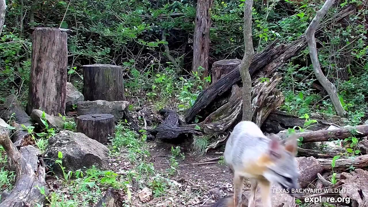 Relax With A Playful Fox Kit