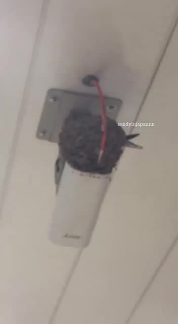 Home is where your nest is 😊