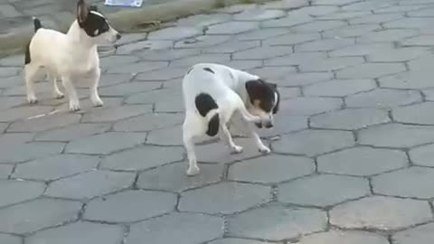 Funny animals 😄 😢 🤣