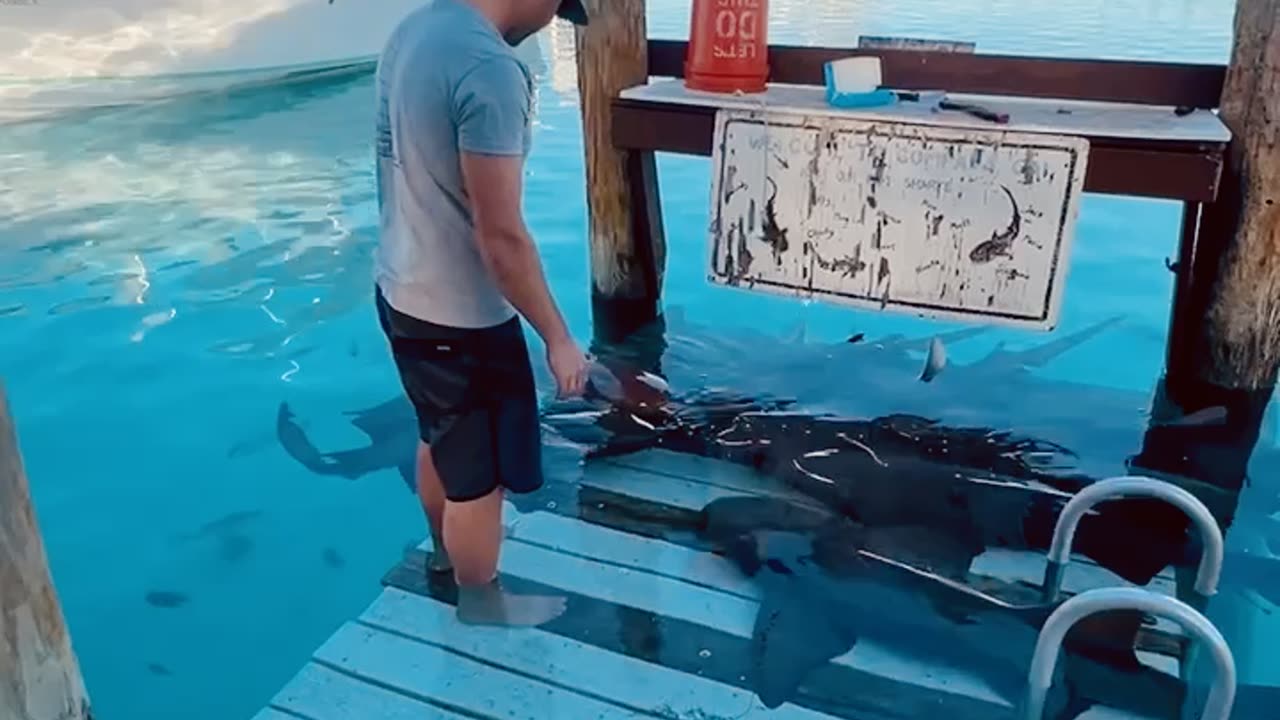 Sharking Lot Party!