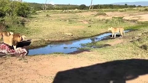 Crazy Lions