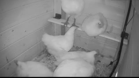 Chicken Live Stream