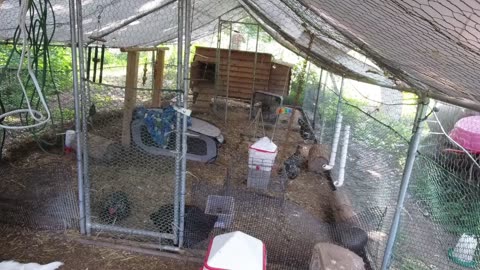 Chicken Live Stream