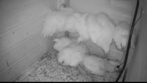Chicken Live Stream