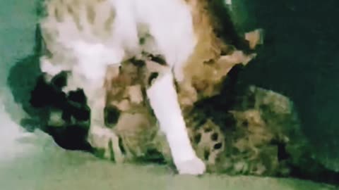 ममता के मंदिर की है तो सबसे प्यारी मूरत