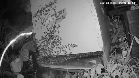 Sunday Morning Peek at a Beehive