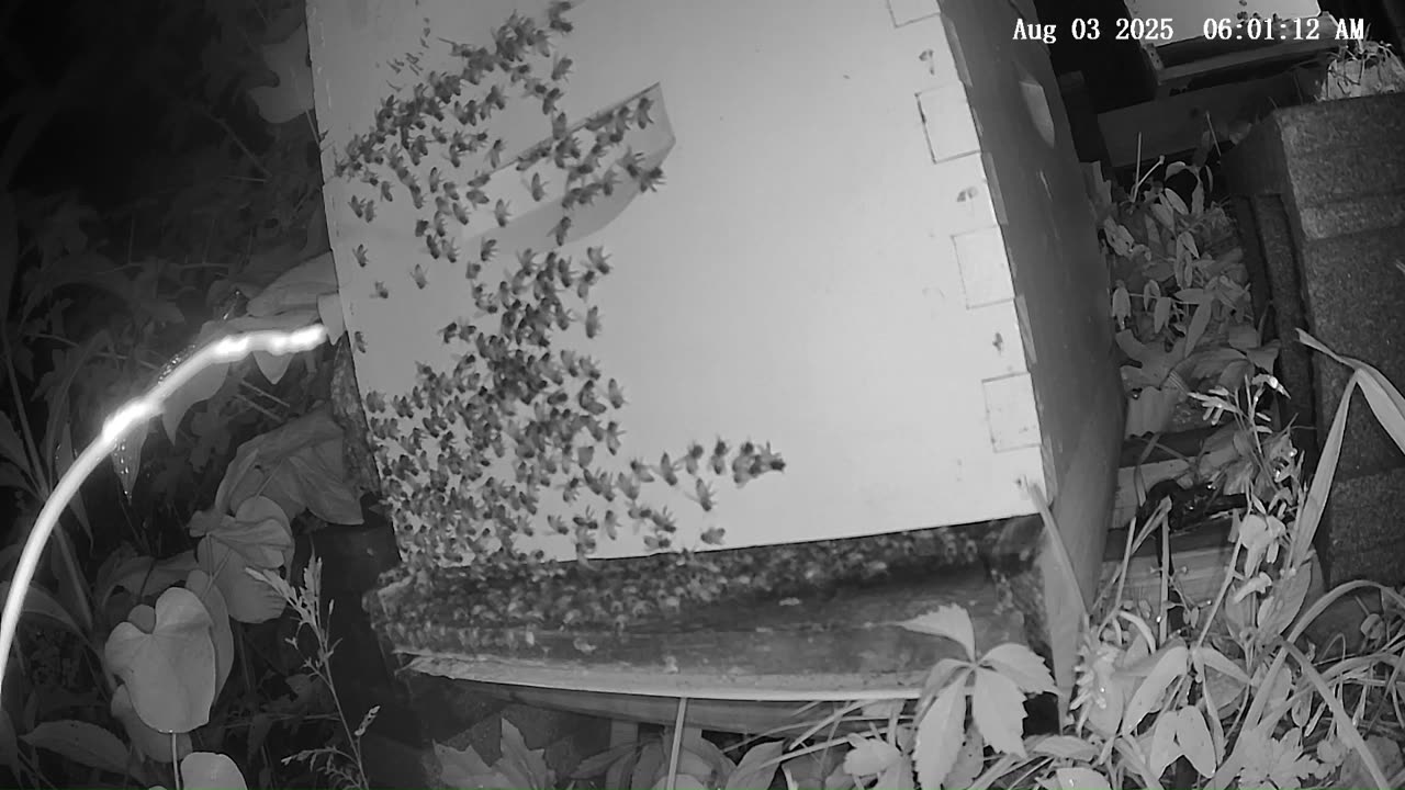 Sunday Morning Peek at a Beehive