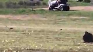 Pete Mowing Away at Jaya Sanctuary