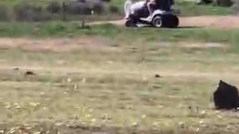 Pete Mowing Away at Jaya Sanctuary