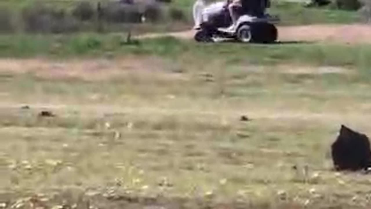 Pete Mowing Away at Jaya Sanctuary