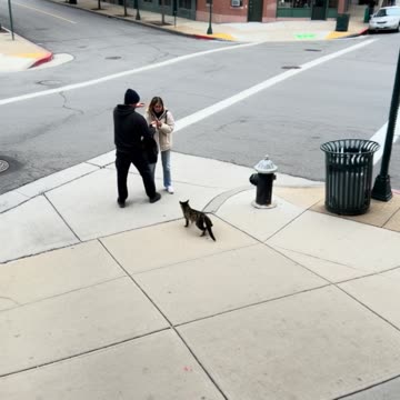 Cat Saves The Day A street camera view capturing a moment where a woman is being robbed.