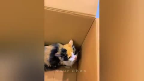 Funny animal compilations 😂