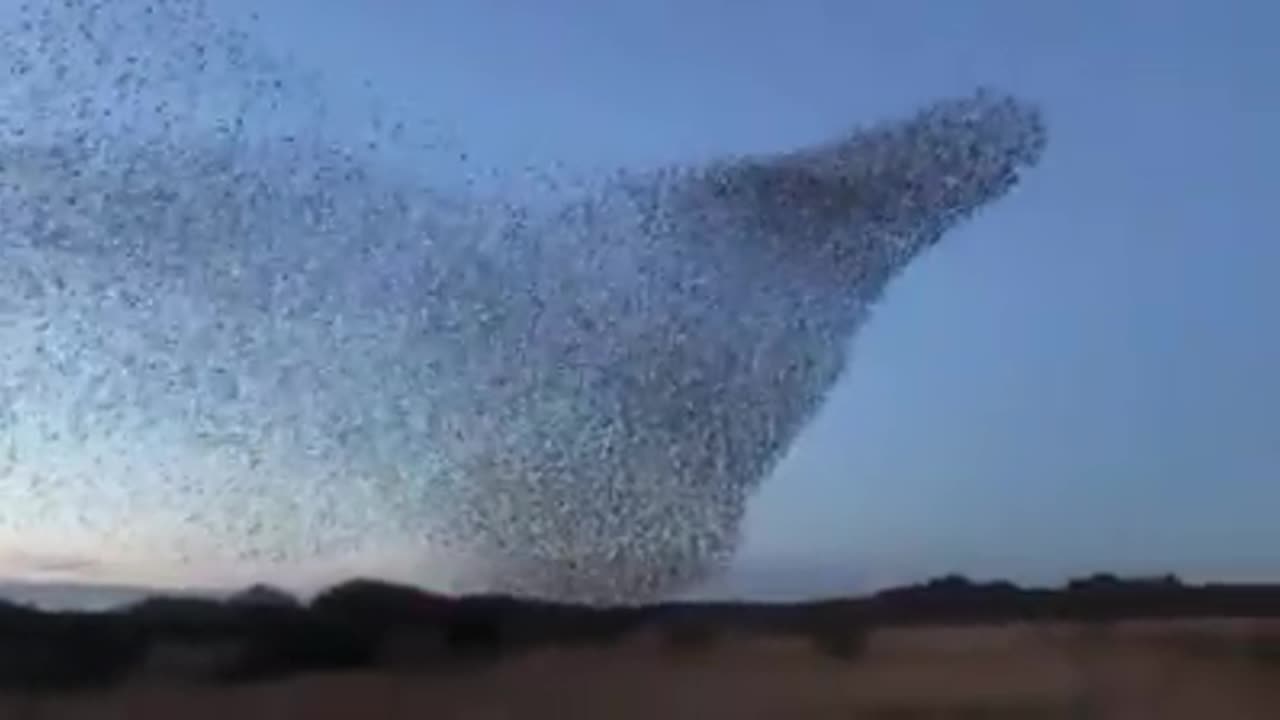 Birds of prey in Israel
