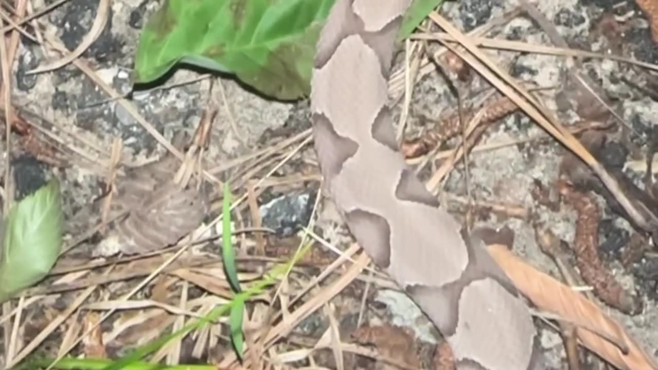 Can You Spot a Snake?