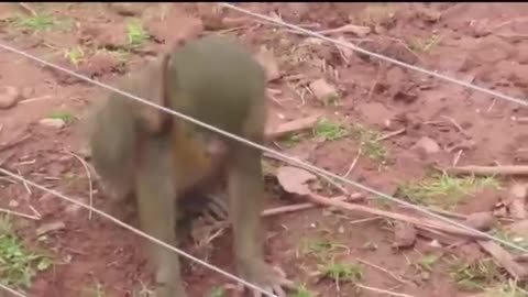 Funny Animal Videos