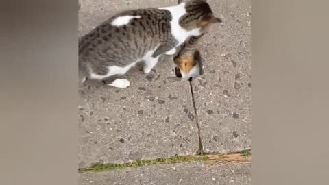 Cats Always