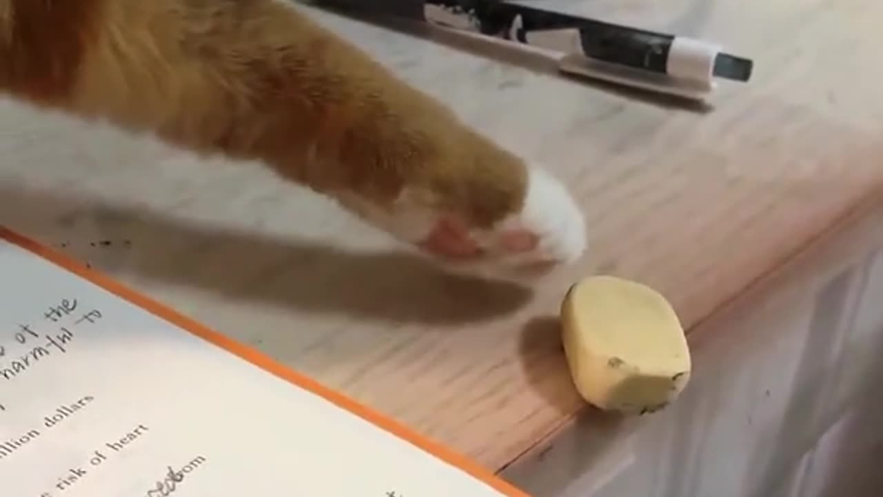 Funny Cat Video