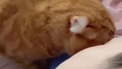 😍😍😘🔥 😍💦 FUNNY Animals and pet's💕😘 😘🔥 💕😘 😍💦 💦