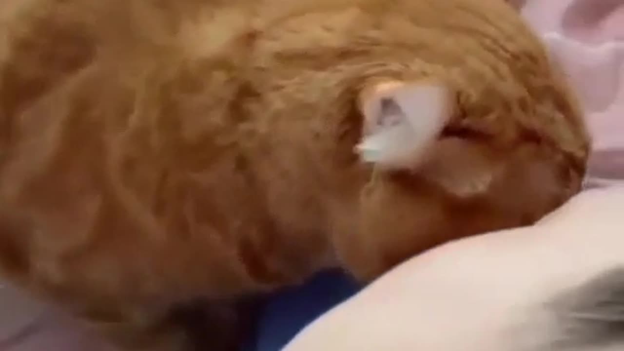 😍😍😘🔥 😍💦 FUNNY Animals and pet's💕😘 😘🔥 💕😘 😍💦 💦