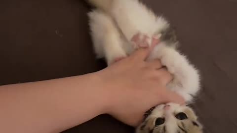 The kitten bought back bites people, is it hungry？