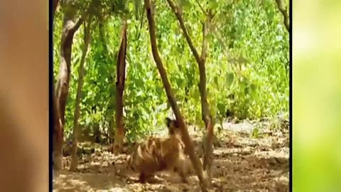 Funny moments for monkey 😜😜😜😜😜