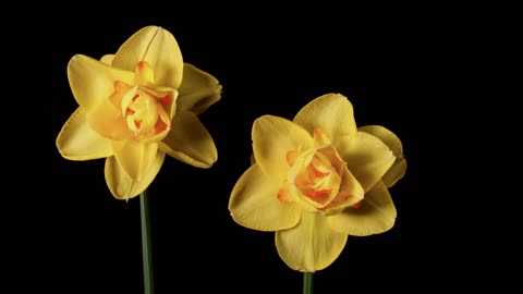 Daffodils, blossoms, flower