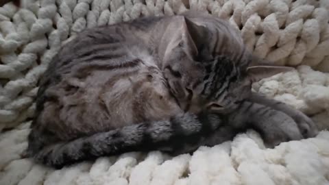 Brushed to Perfection: Adorable Cat Gets Spoiled