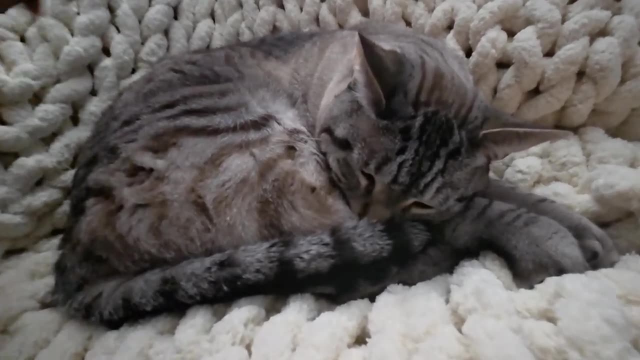 Brushed to Perfection: Adorable Cat Gets Spoiled