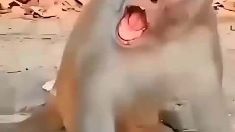 Cute Baby Funny Moment 😂😂