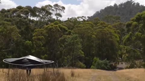 How different animals train