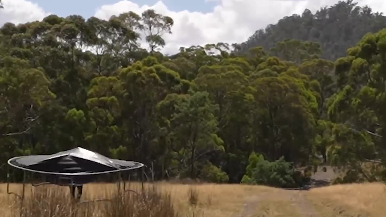 How different animals train