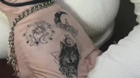 Temporary Tattoos on a Sphynx Cat