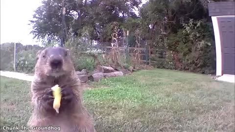 Funniest animal videos PT 1