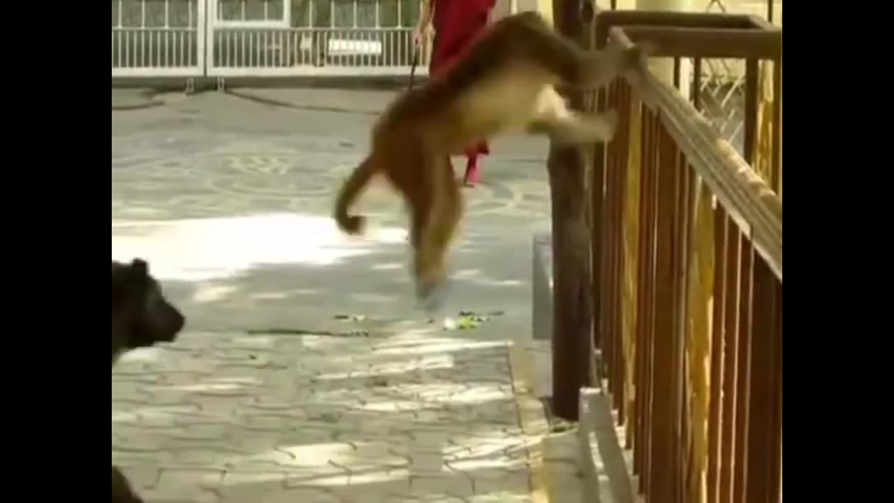 Try Not to Laugh – Hilarious Animal Fails!