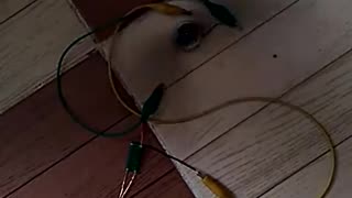 Testing Wireless electricity module #AeroArduino.mp4