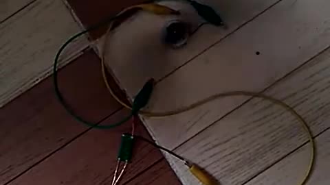 Testing Wireless electricity module #AeroArduino.mp4