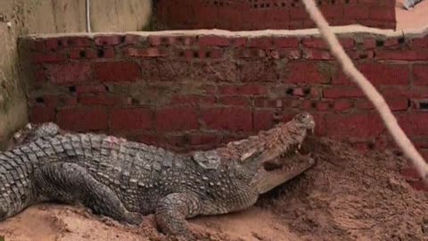 This crocodile is really stubborn